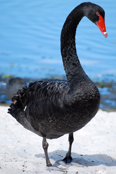 microgrid-antifragility-black-swan